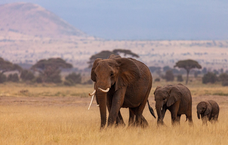 Serengeti National Park, Tanzania